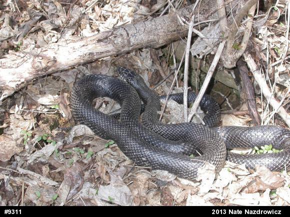 Eastern Ratsnake