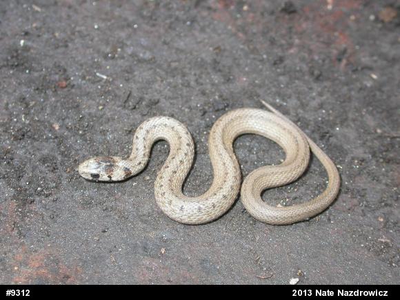 Dekay's Brownsnake