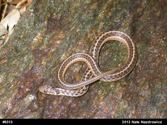 Eastern Gartersnake