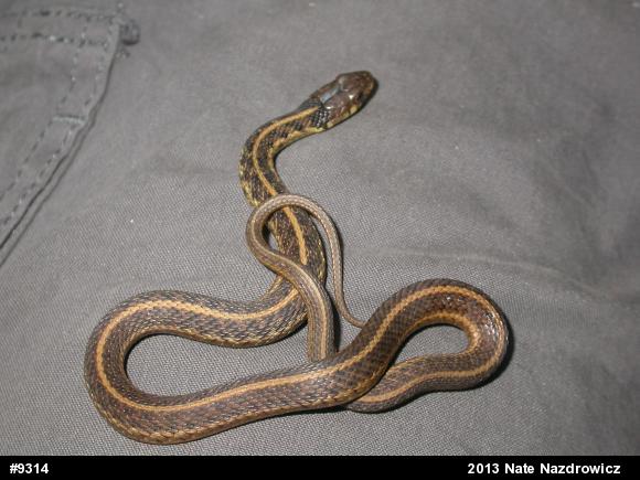 Eastern Gartersnake