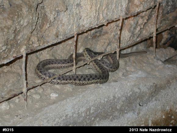 Eastern Gartersnake