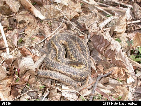 Eastern Gartersnake