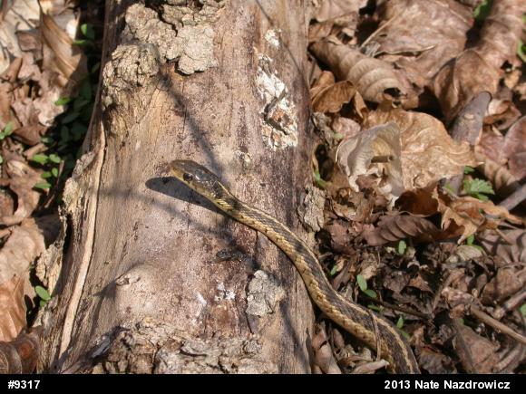 Eastern Gartersnake
