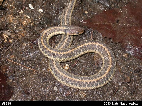 Eastern Gartersnake
