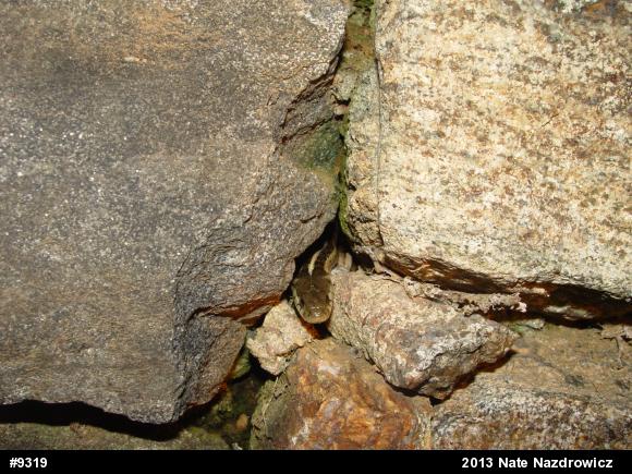Eastern Gartersnake