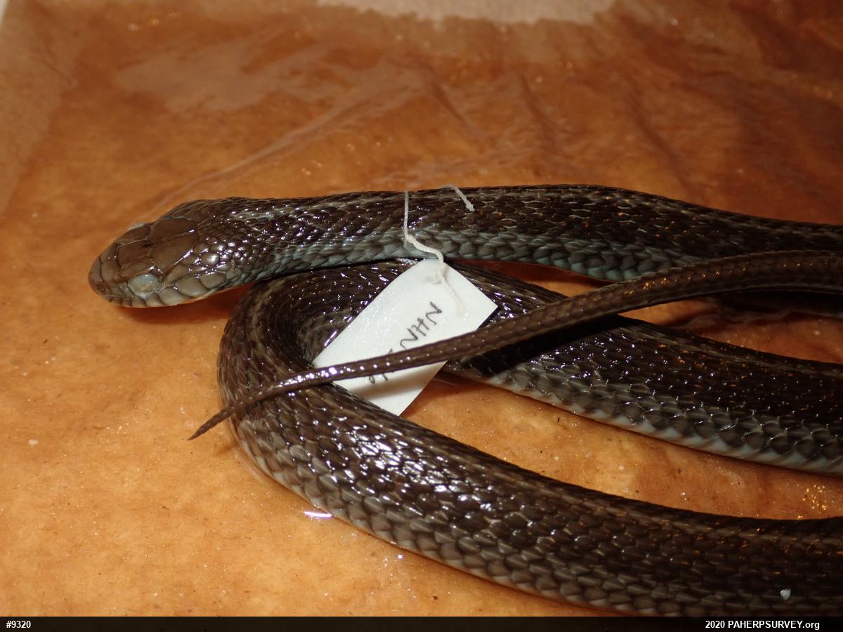 Eastern Gartersnake