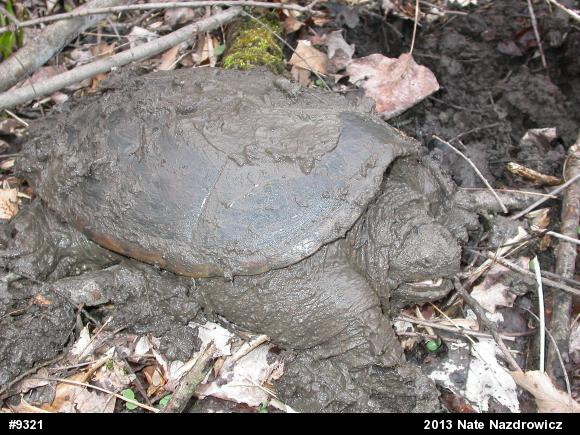 Snapping Turtle