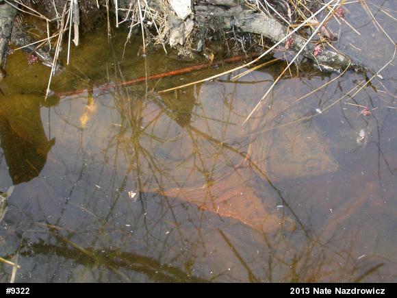 Snapping Turtle