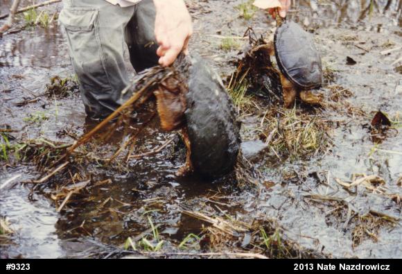 Snapping Turtle