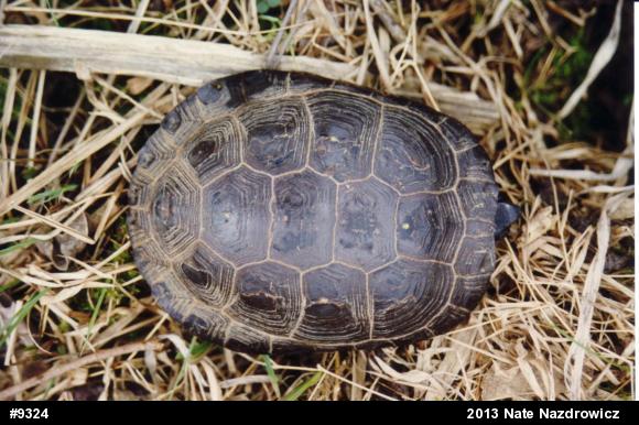 Spotted Turtle
