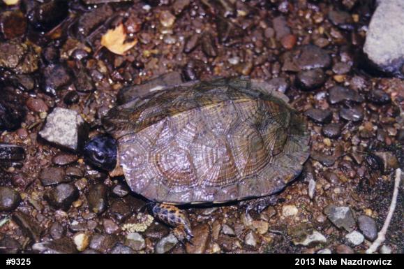 Wood Turtle
