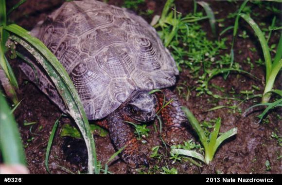 Wood Turtle