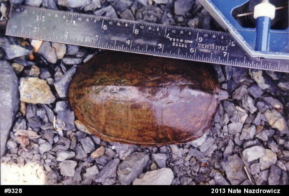 Eastern Musk Turtle