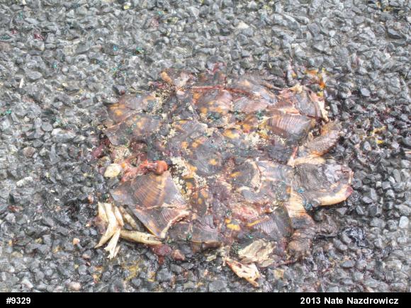 Eastern Box Turtle