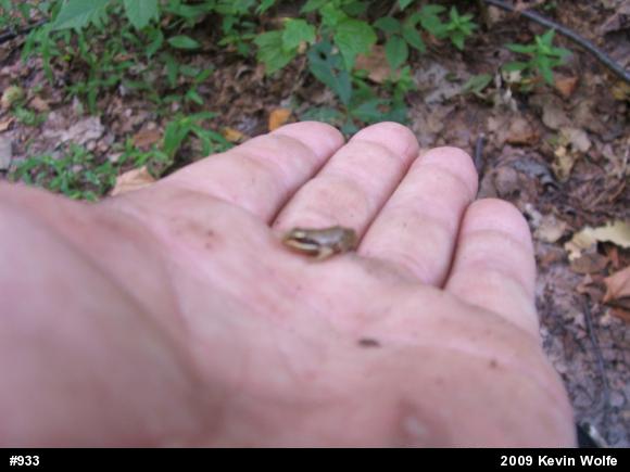 Wood Frog