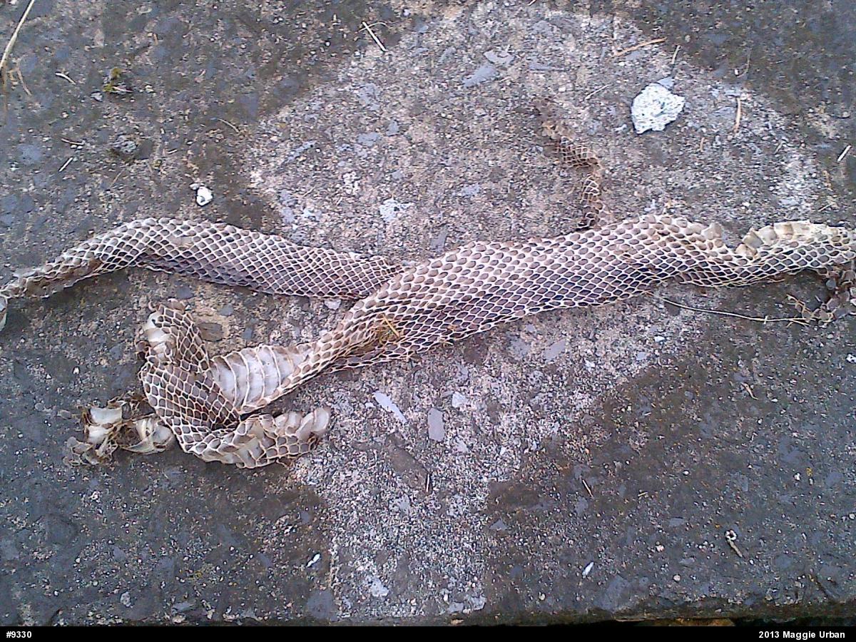 Eastern Ratsnake