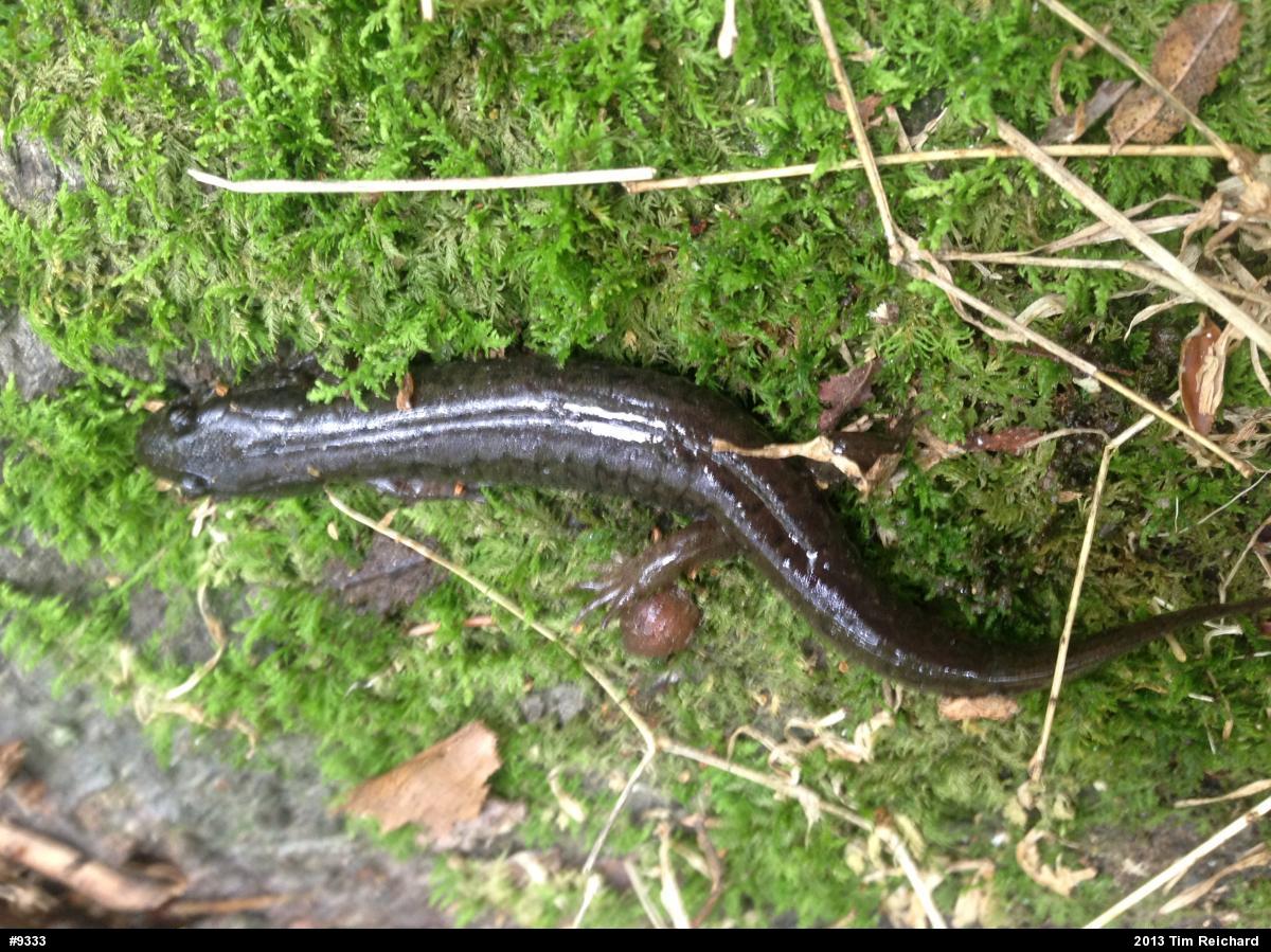 Northern Dusky Salamander