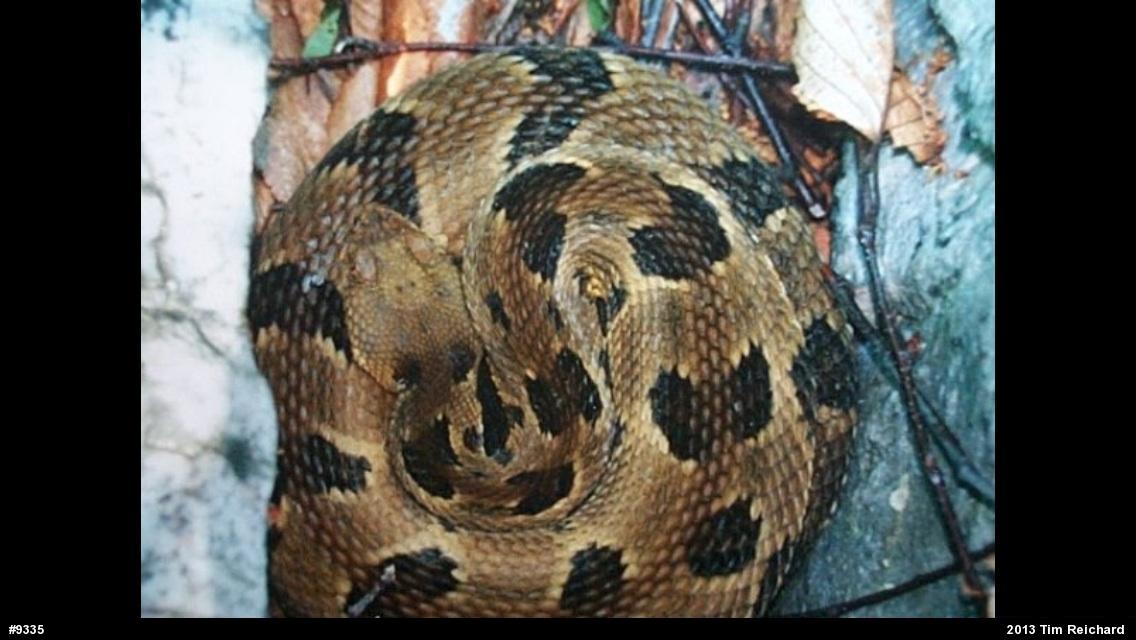 Timber Rattlesnake