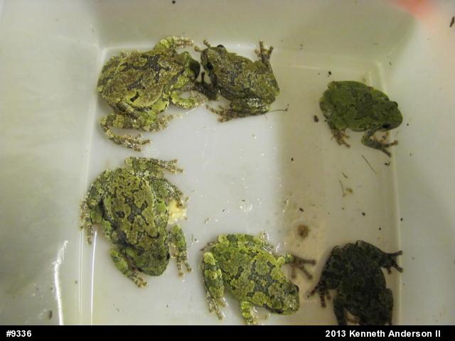 Gray Treefrog