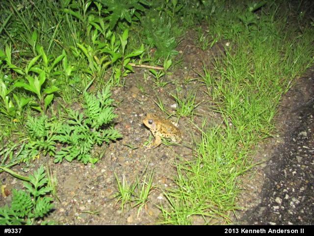 Eastern American Toad