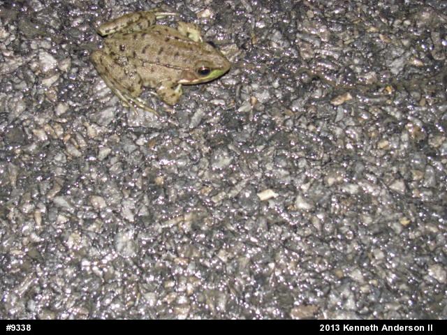 Green Frog