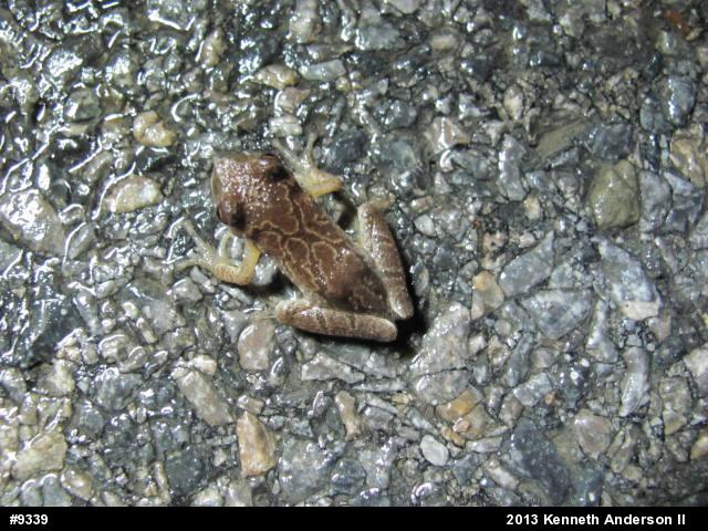 Spring Peeper