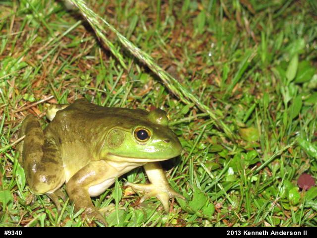 American Bullfrog