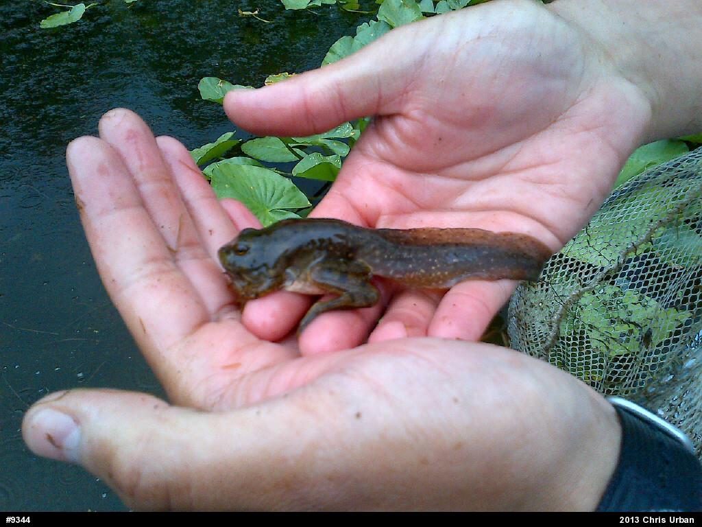 American Bullfrog