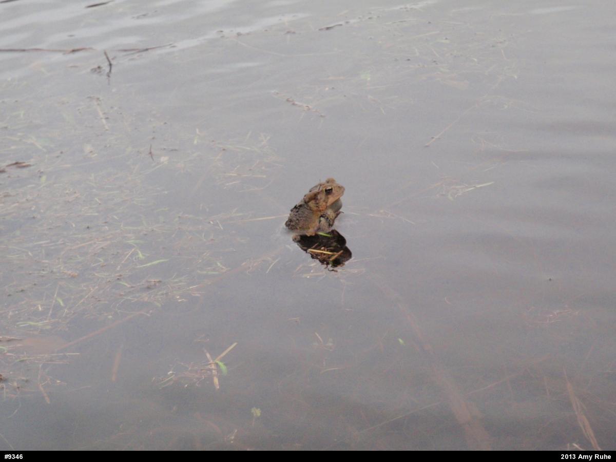 Eastern American Toad
