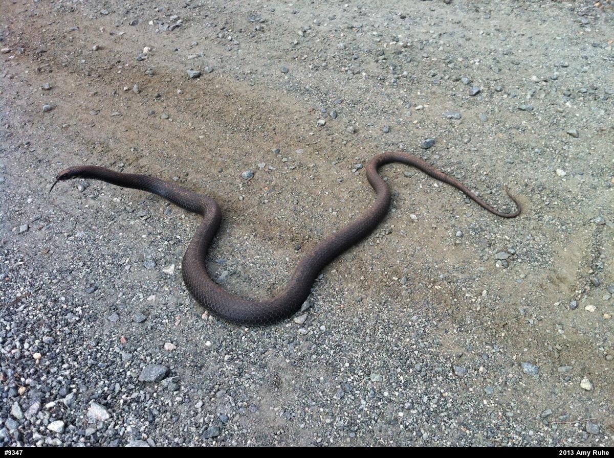 Northern Black Racer