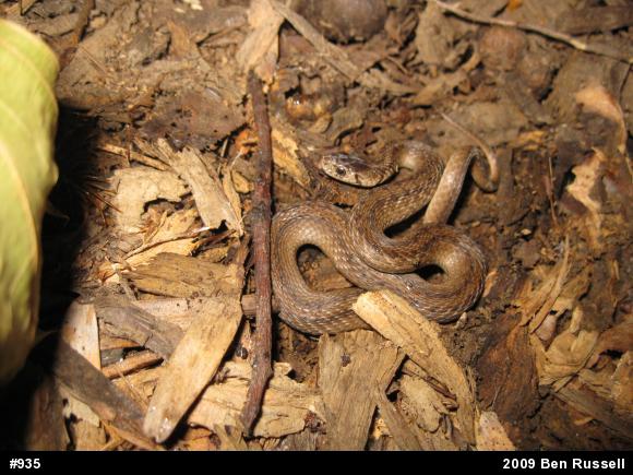 Dekay's Brownsnake