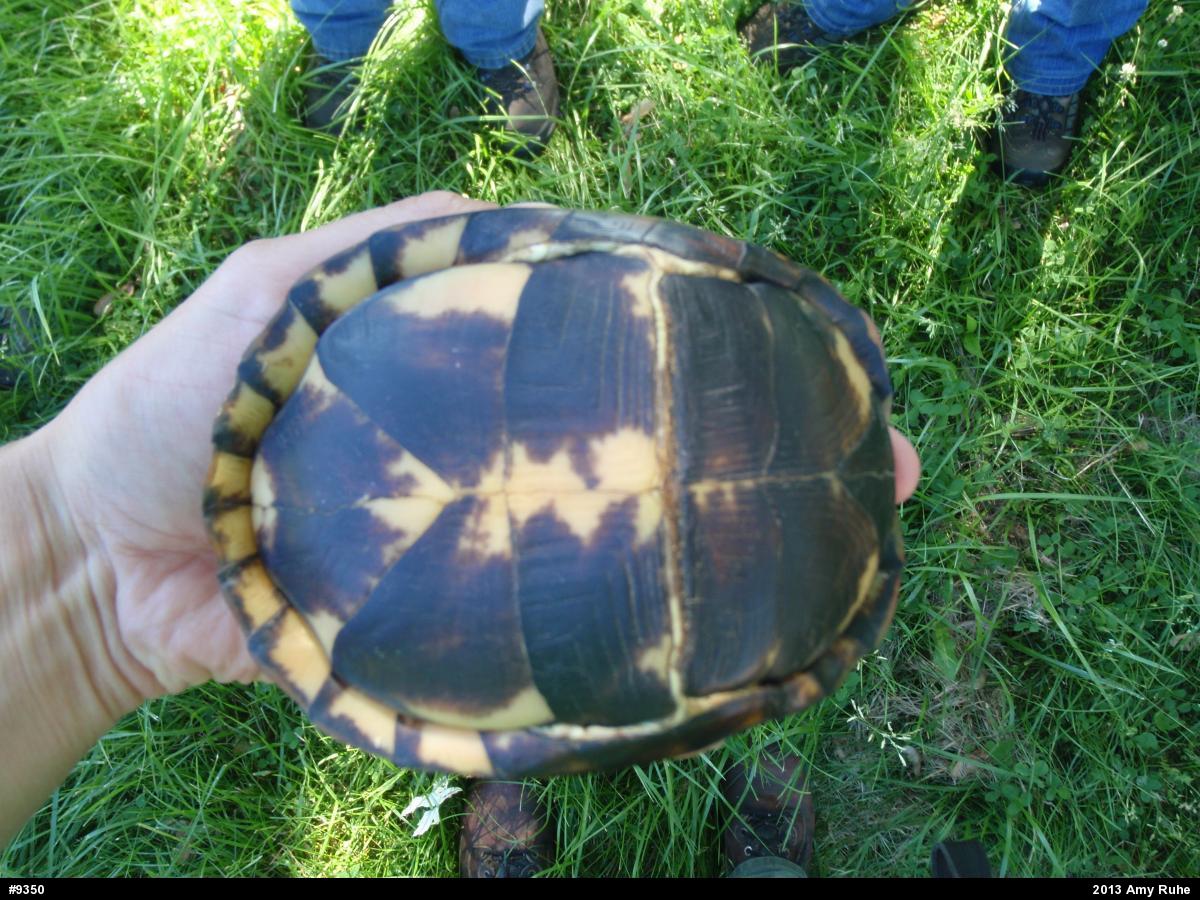 Eastern Box Turtle