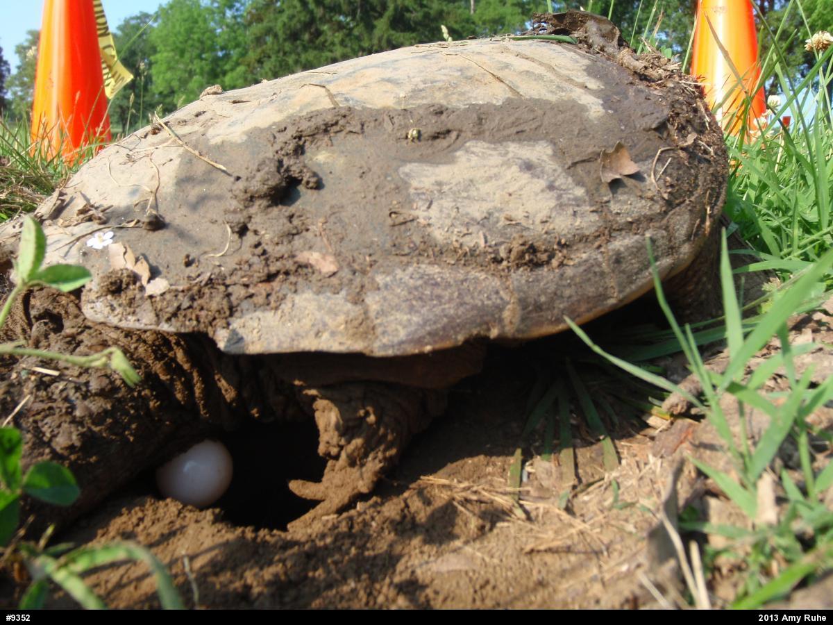 Snapping Turtle