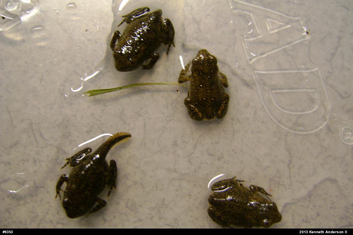 True Toads