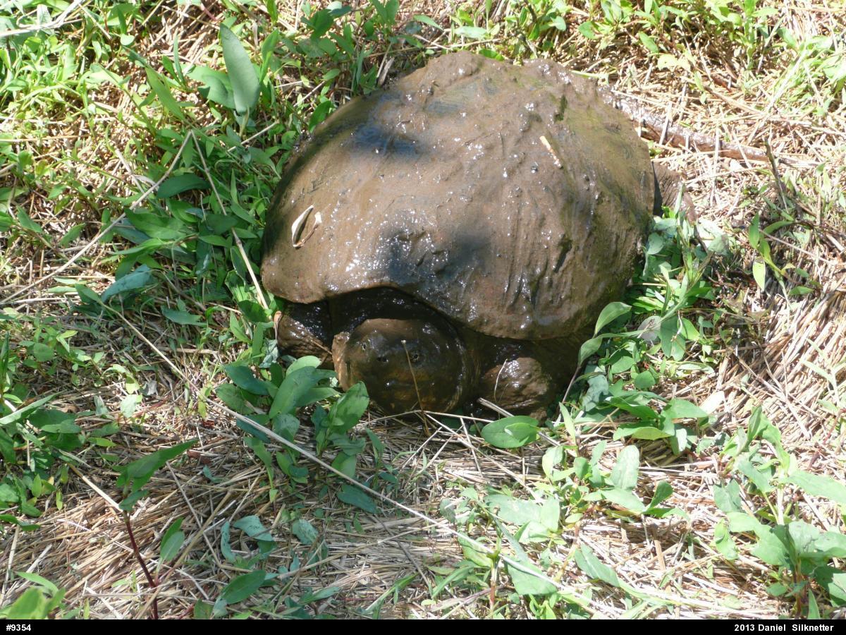 Snapping Turtle
