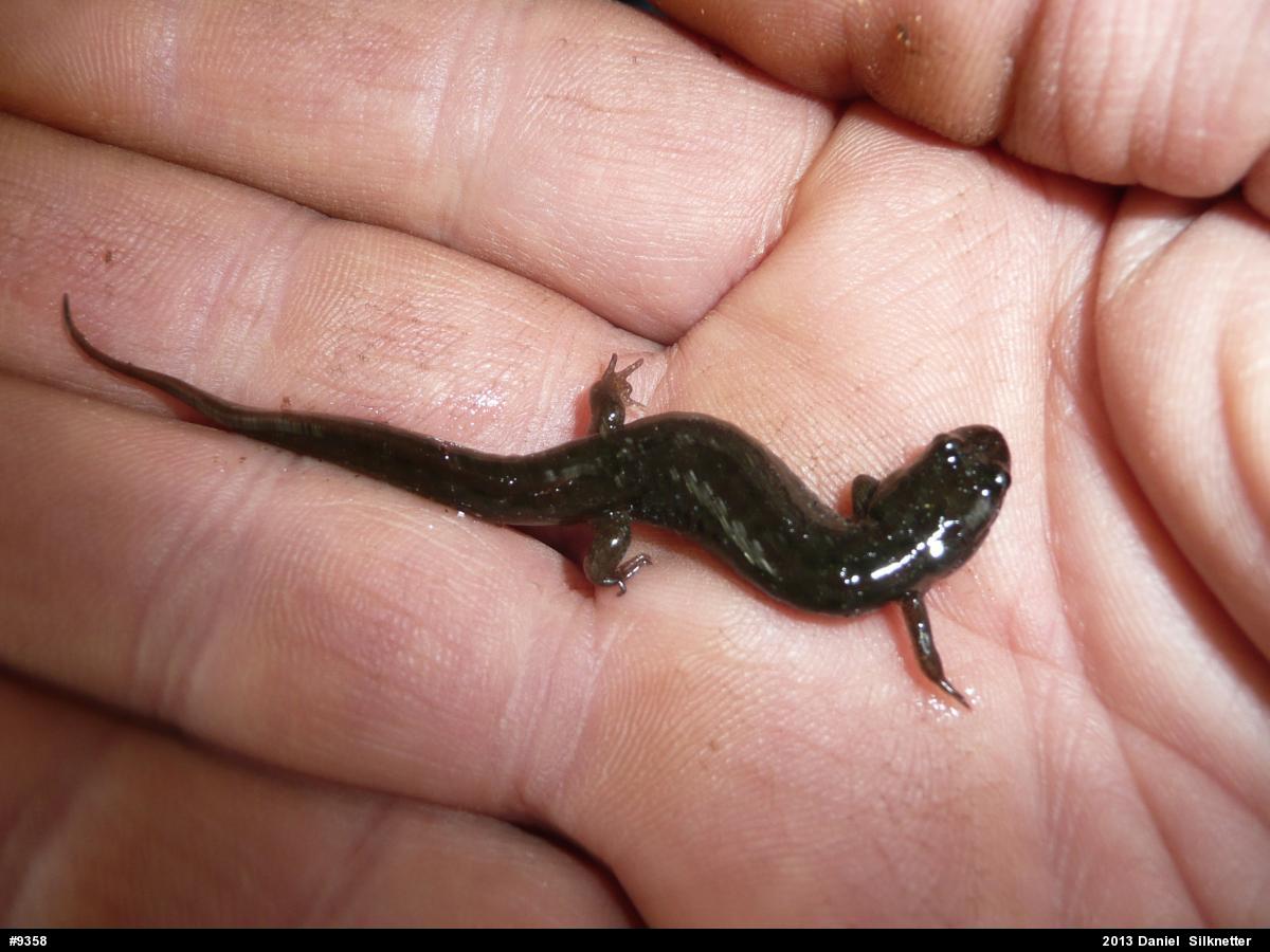 Northern Dusky Salamander