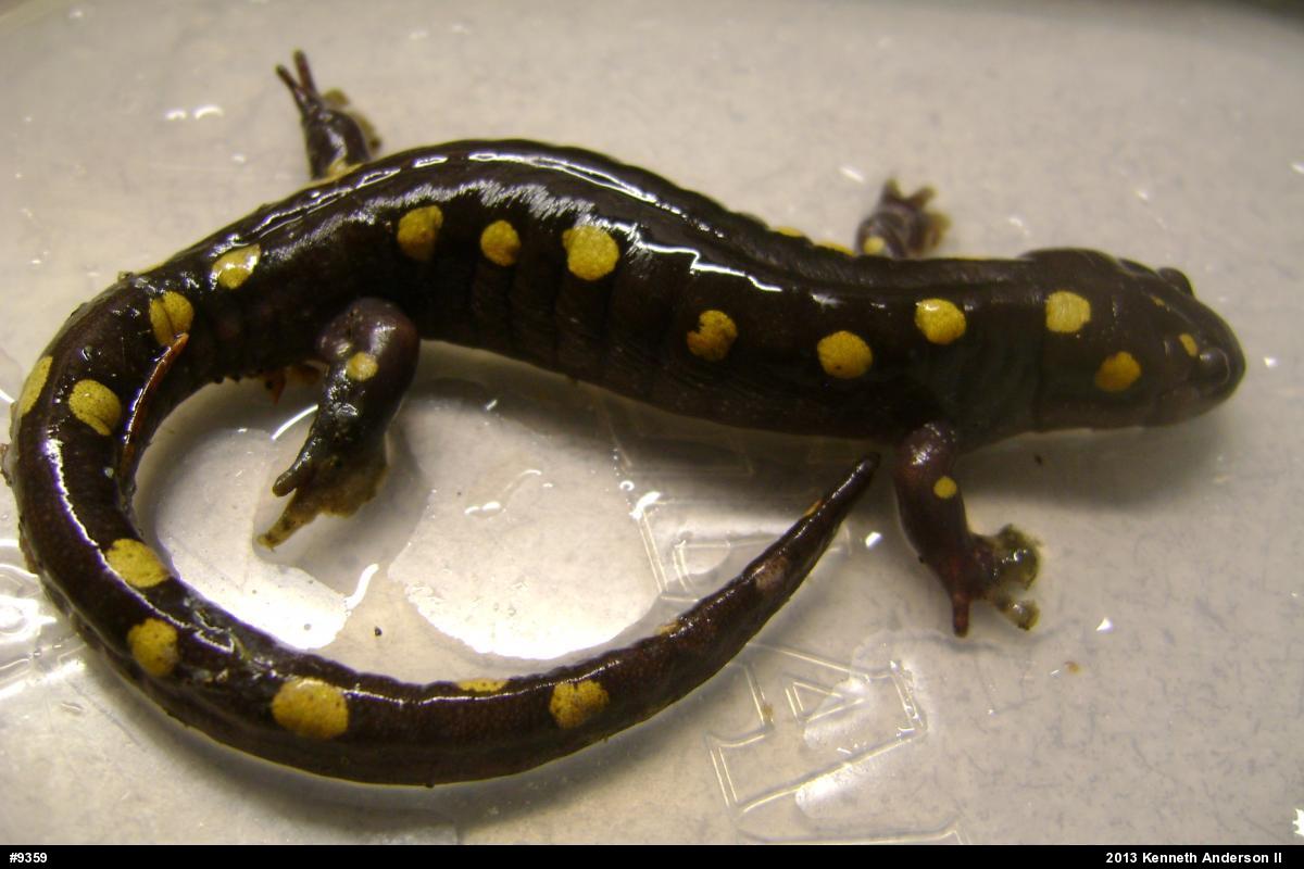 Spotted Salamander