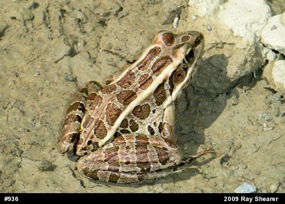 Pickerel Frog