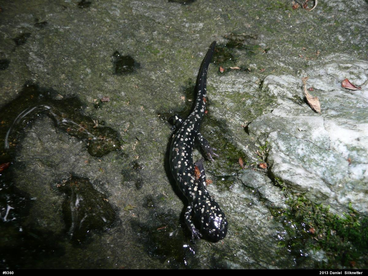 Northern Slimy Salamander