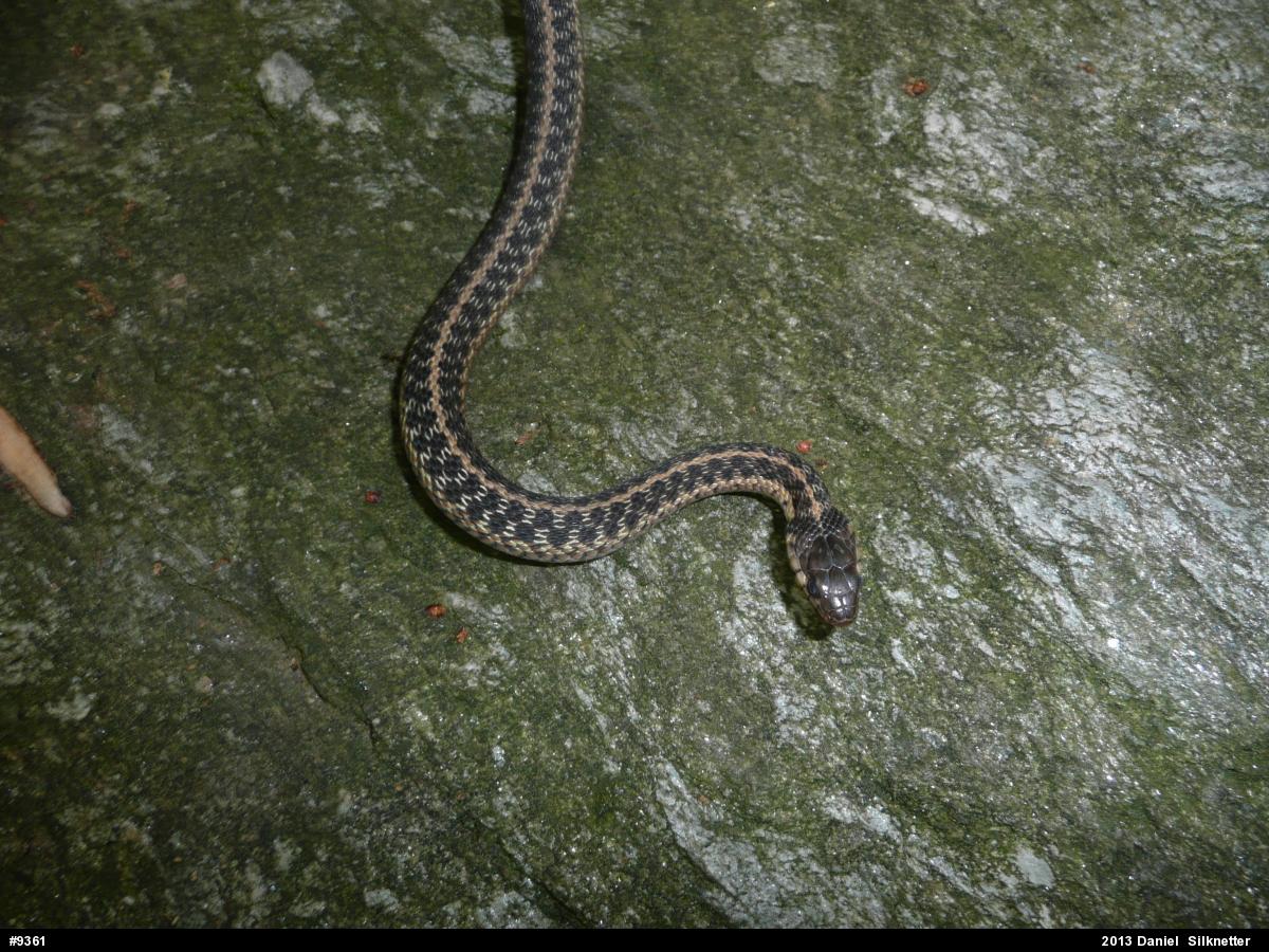 Eastern Gartersnake