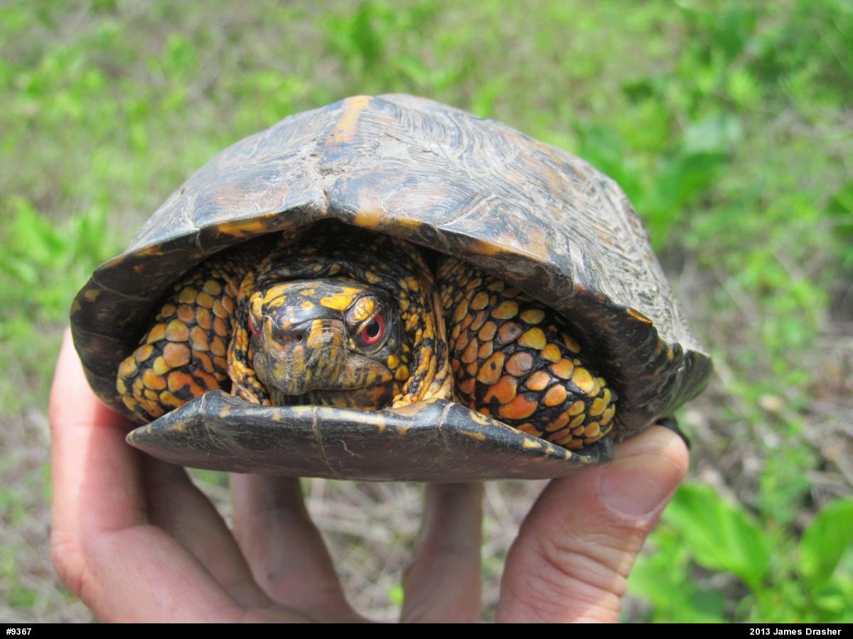 Eastern Box Turtle