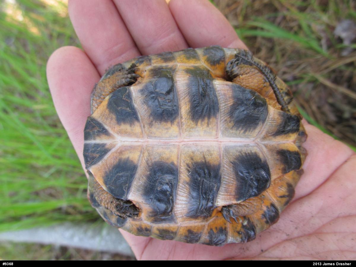 Wood Turtle