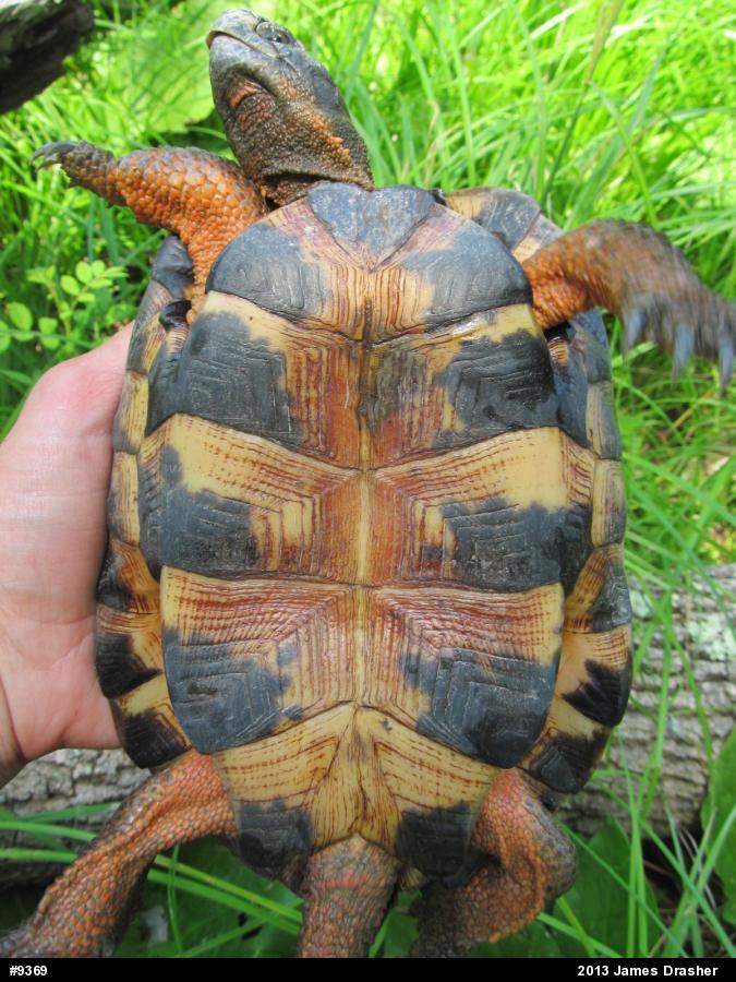 Wood Turtle