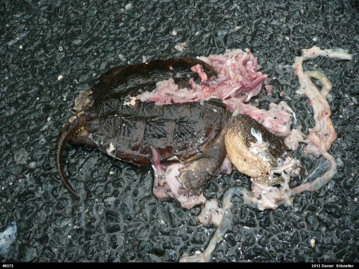 Snapping Turtle