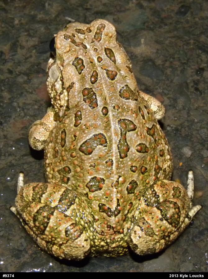 Fowler's Toad