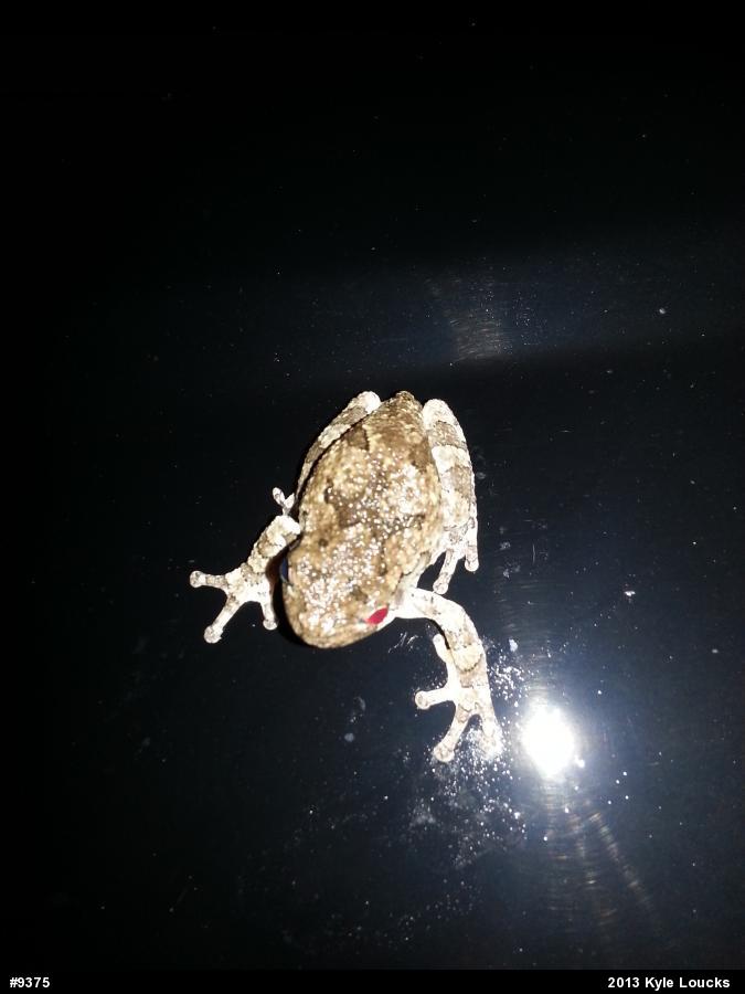 Gray Treefrog