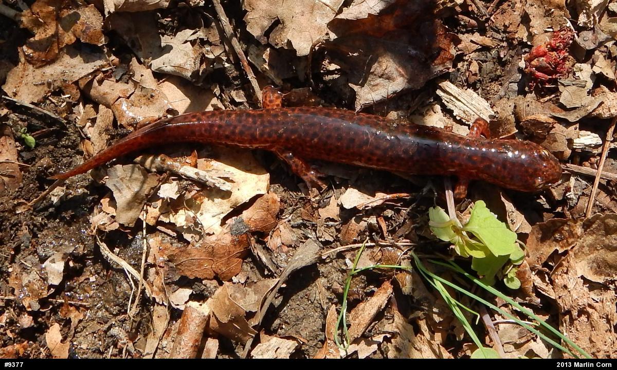 Northern Red Salamander