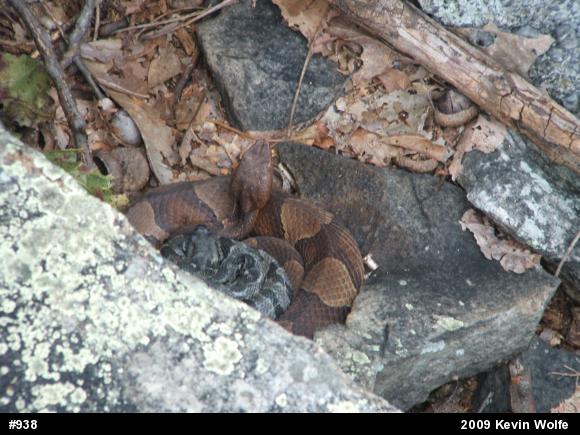 Timber Rattlesnake