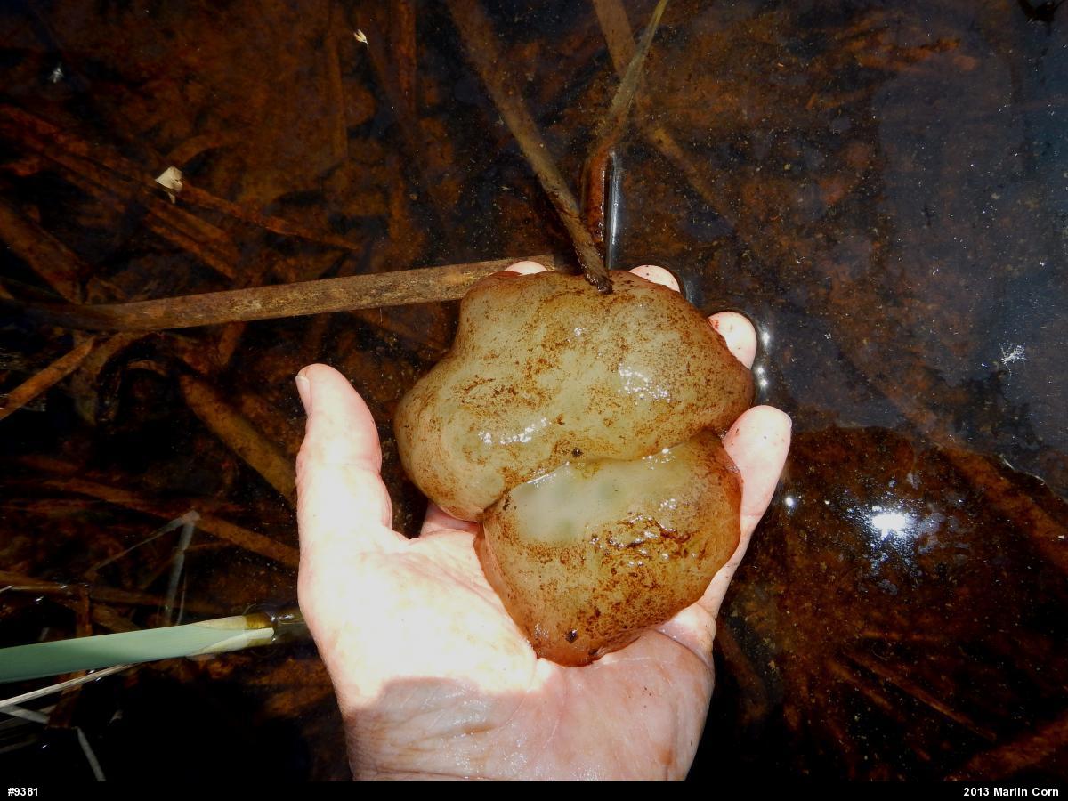 Spotted Salamander