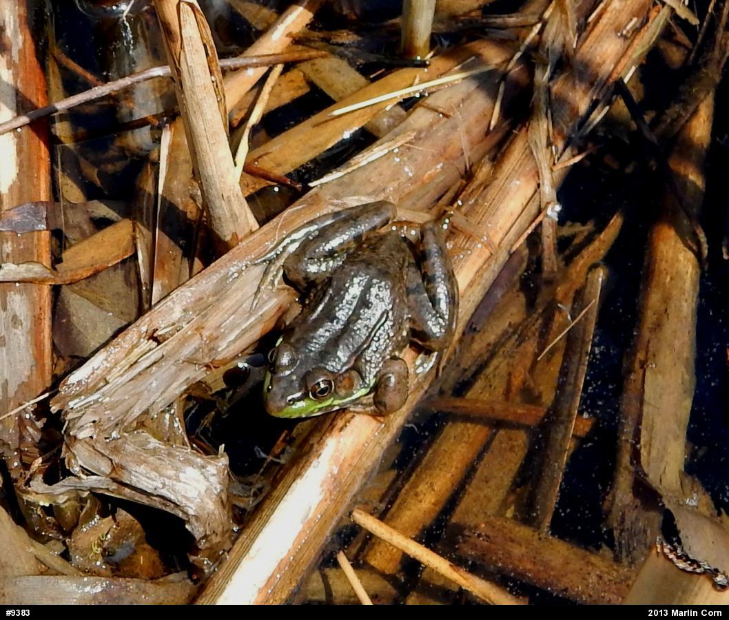 Green Frog